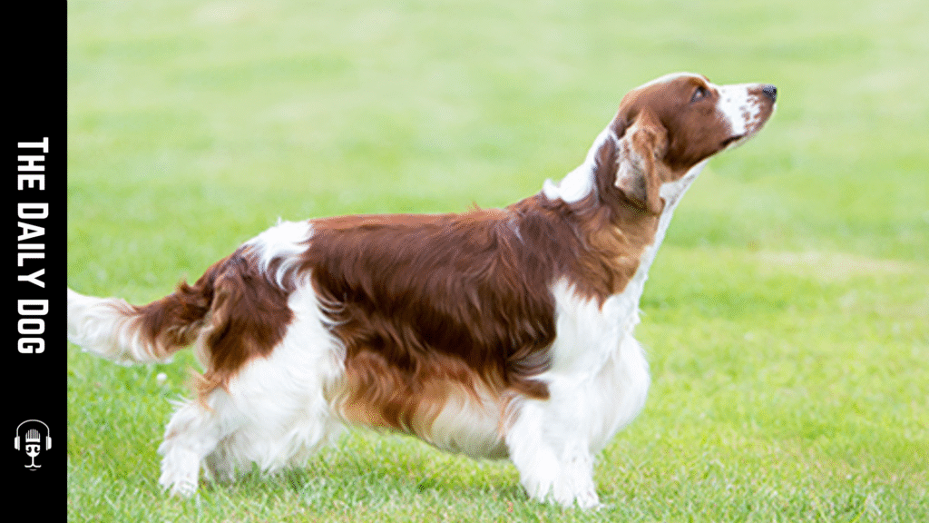 Welsh Springer Spaniel: A Loyal, Energetic Companion with Classic Spaniel Charm