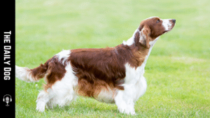 Welsh Springer Spaniel: A Loyal, Energetic Companion with Classic Spaniel Charm