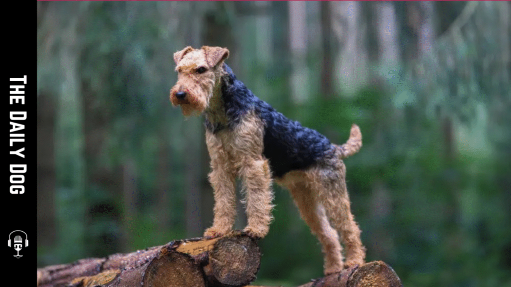 Welsh Terrier: A Bright, Energetic Companion with Santa’s Spirit and Timeless Charm
