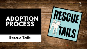 Adopting from South Korea: Inside the Rebel Rescue Process