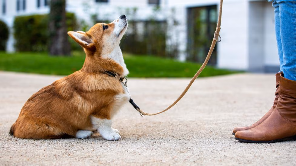 The Leash Is a Communication Tool, Not a Lifeline
