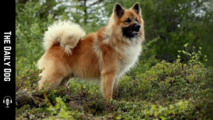 Icelandic Sheepdog: A Loyal, Energetic Companion for Active Homes