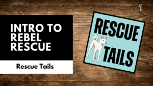 Rebel Rescue South Korea: Changing the Future of Dog Welfare, One Rescue at a Time