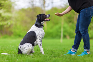 Your Dog’s Behavior Isn’t Personal, It’s Patterned