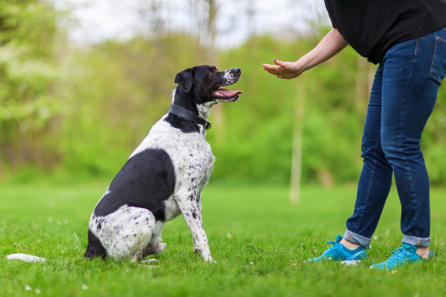 Your Dog’s Behavior Isn’t Personal, It’s Patterned