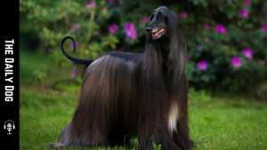 Afghan Hound: Grace, Power, and a Timeless Bond Between Dog and Owner