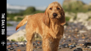 Basset Fauve de Bretagne: A Charming, Energetic Scent Hound for Lovers of Lively Companions