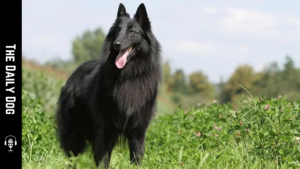 Belgian Tervuren: A Courageous, Elegant Working Dog for Active Homes