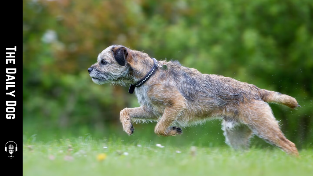 Border Terrier: A Spirited, Loyal Companion for Active Homes