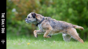 Border Terrier: A Spirited, Loyal Companion for Active Homes