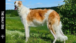 Borzoi: The Elegant Hunter with Gentle Hearts