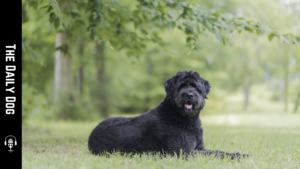 The Versatile Bouvier des Flandres: A Courageous, Loyal Partner for Active Homes