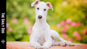 Greyhounds: The Elegance, Speed, and Gentle Spirit of a Beloved Breed