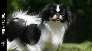 The Timeless Charm of the Japanese Chin: A Loyal Companion with a Regal Demeanor