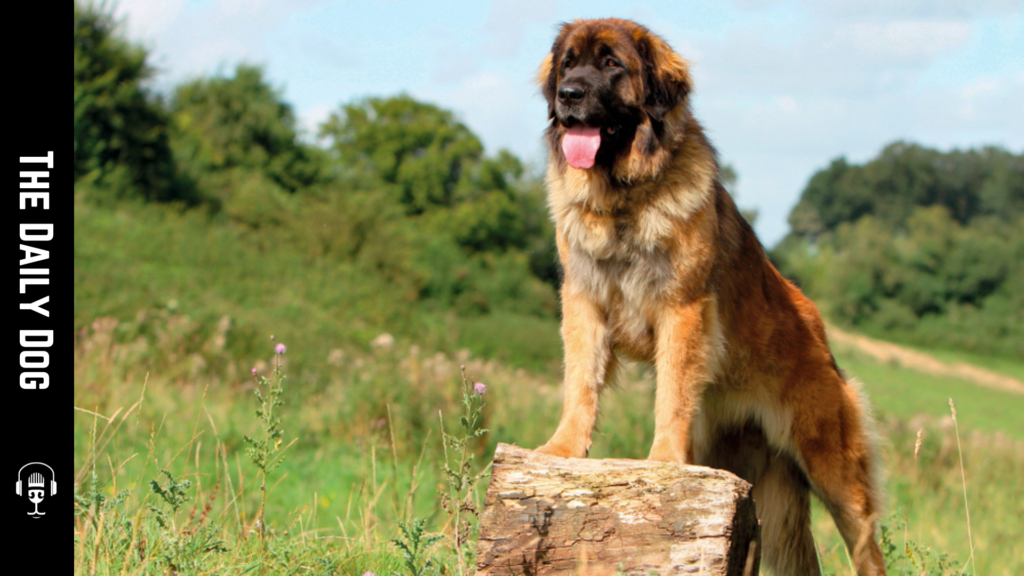 The Majestic Leonberger: A Gentle Giant for Families and Far Beyond