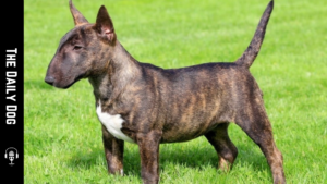 The Miniature Bull Terrier: A Bold, Affectionate Companion