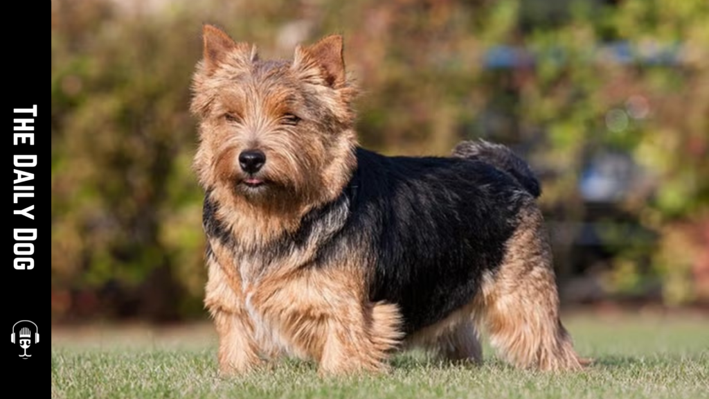 The Norwich Terrier: A Bold, Compact Companion with Distinctive Charm
