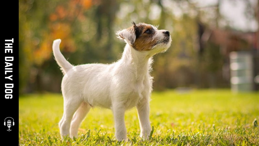 Parson Russell Terrier: A Lively, Loyal Companion with Bold Personality