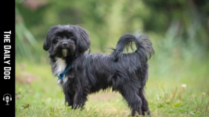 The Russian Tsvetnaya Bolonka: A Lively, Colorful Companion with Gentle Temperament