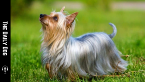 Silky Terrier: The Elegant Toy Spaniel with a Spirited, Endearing Personality