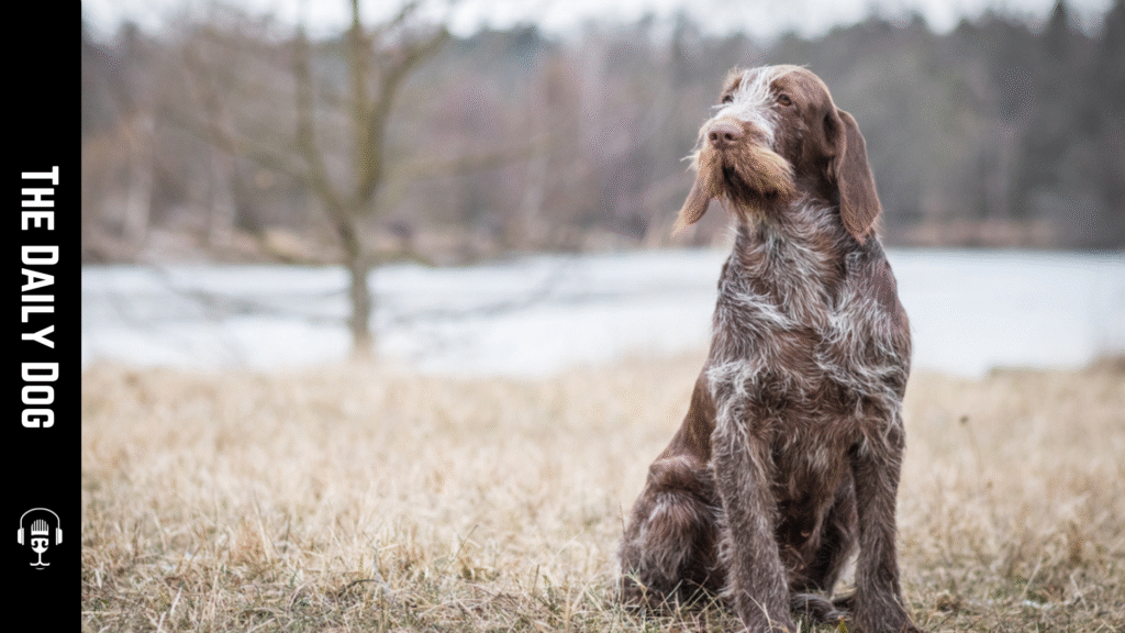 Spinone Italiano: The Loyal, Versatile Companion for Active Families
