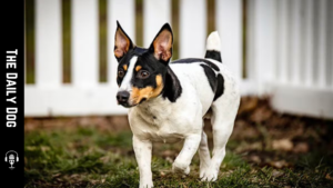The Teddy Roosevelt Terrier: A Spirited, Loyal Companion for Active Homes