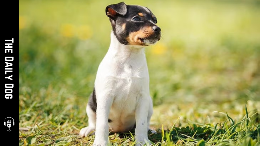 Toy Fox Terrier: A Lively Companion with Bright, Curious Energy