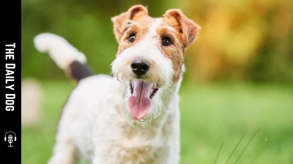 The Wire Fox Terrier: A Lively, Loyal Companion with Timeless Charm