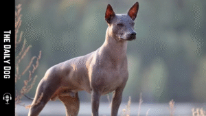 Xoloitzcuintli: The Ancient Mexican Hairless, A Modern Companion with Timeless Grace