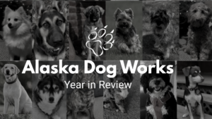A Year in Review at Alaska Dog Works: Why Experience Still Matters