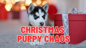Why Your Christmas Puppy Changed Overnight