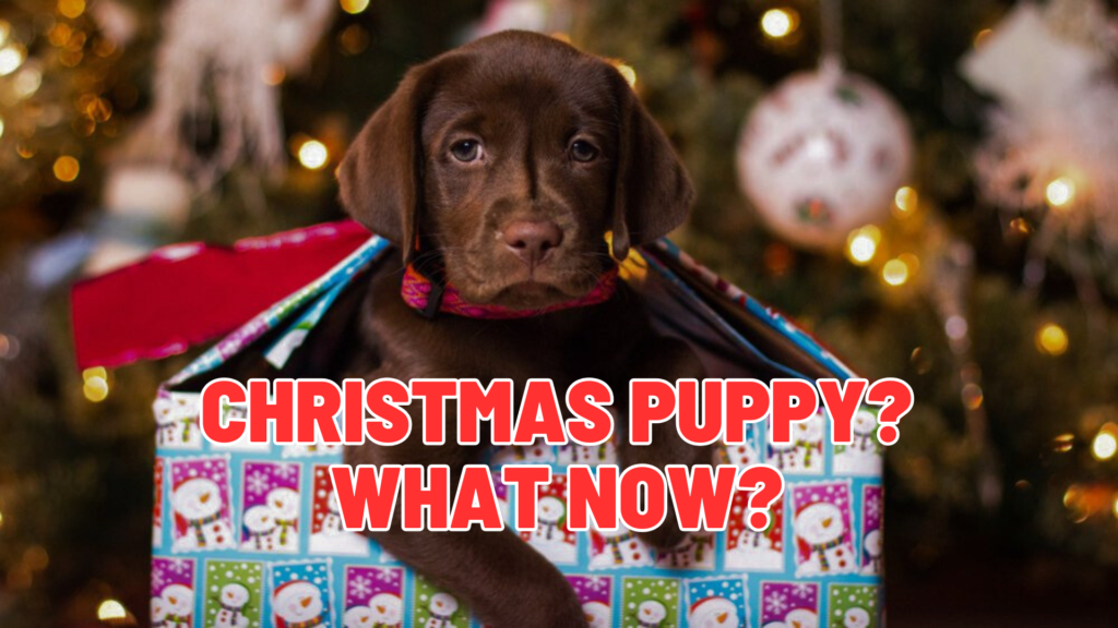 From Christmas Morning to Real Life: Starting Right With Your Puppy