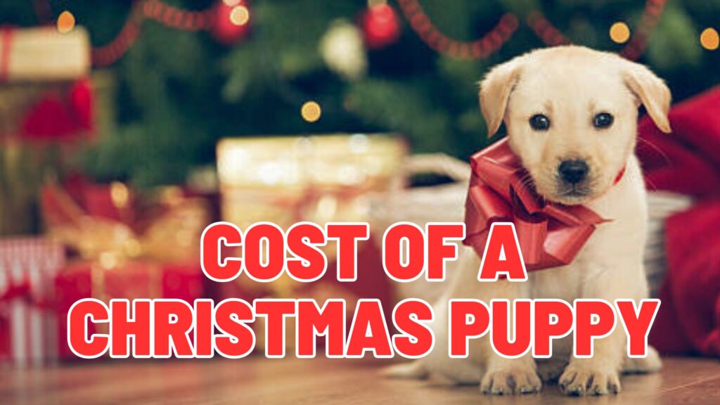 The Hidden Costs and Long-Term Commitment of a Christmas Puppy