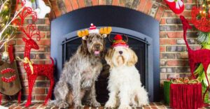 Fun Christmas games for your dog