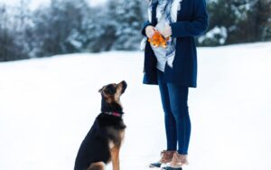 Dog Trainer Anchorage Alaska