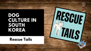 Dogs in South Korea: Modern Pet Culture and the Hidden Rescue Crisis
