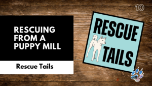 Puppy Mills in South Korea: A Rescue Story From the Front Lines
