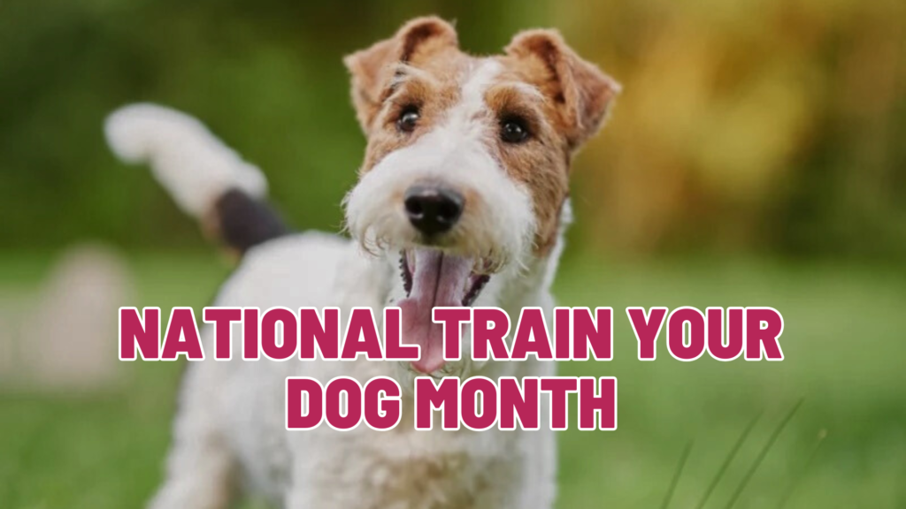 National Train Your Dog Month: Why Consistent Training Changes Everything