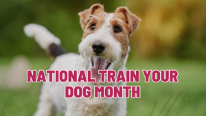National Train Your Dog Month: Why Consistent Training Changes Everything