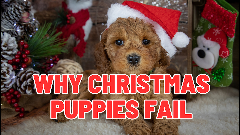 Thinking About a Christmas Puppy? Listen to This First