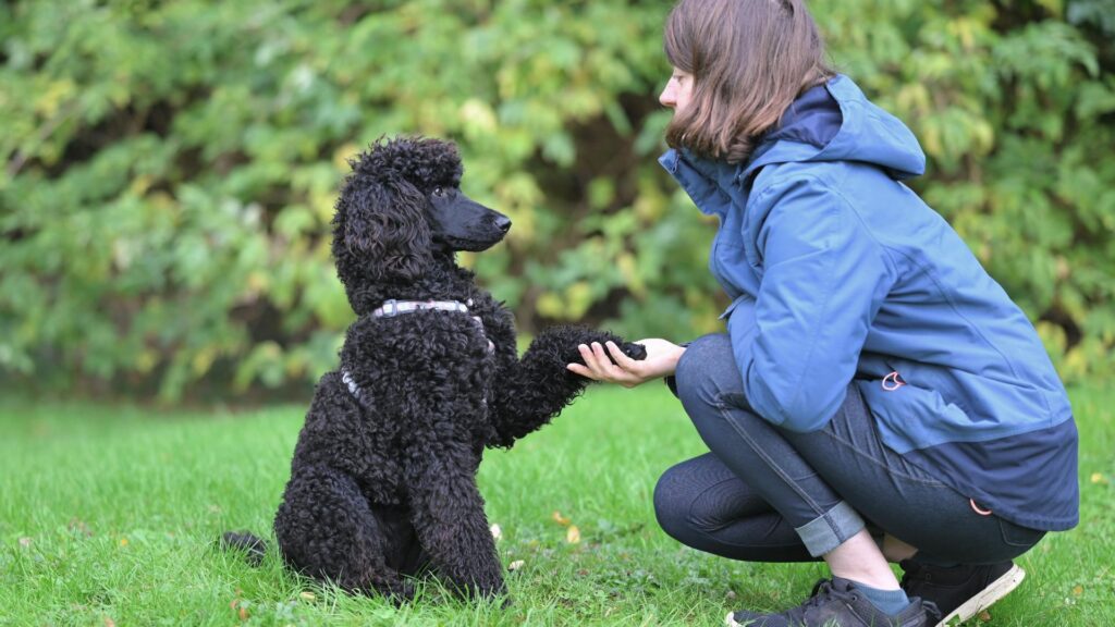 The First 90 Days With Your Puppy