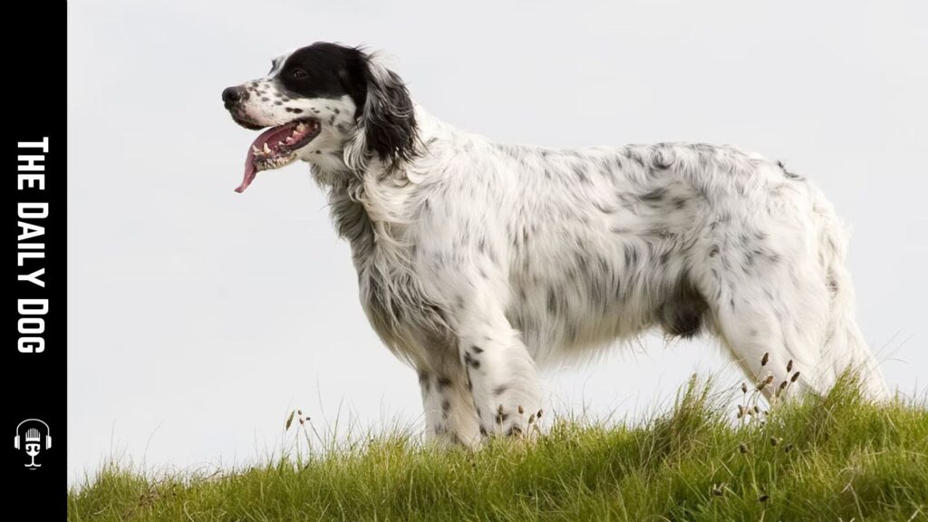 The Daily Dog: English Setter