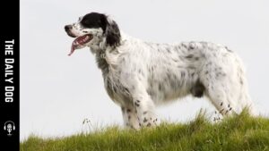 The Daily Dog: English Setter
