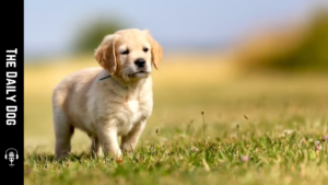 The Daily Dog: Golden Retriever