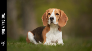 The Daily Dog: Beagle