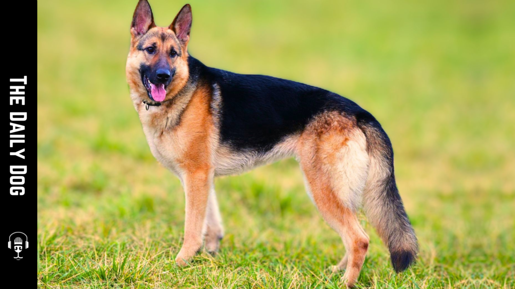 The Daily Dog: German Shepherd Dog