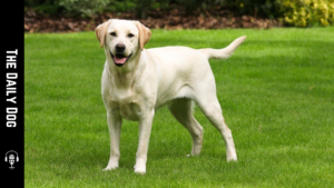 The Daily Dog: Labrador Retriever