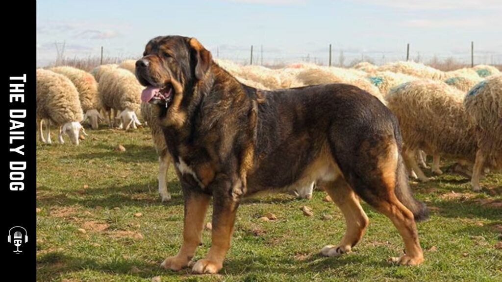 The Daily Dog: Spanish Mastiff