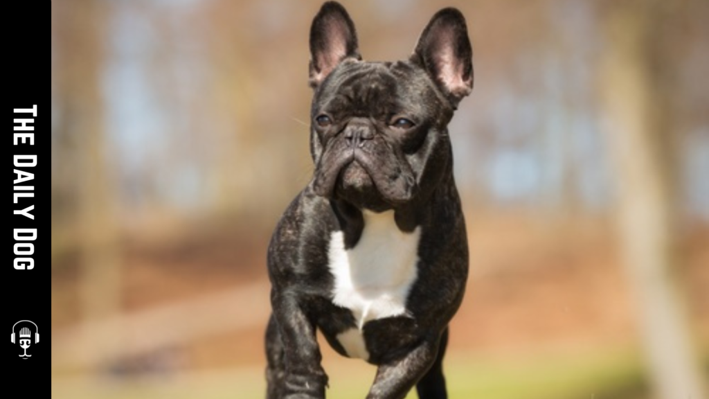 The Daily Dog: French Bulldog