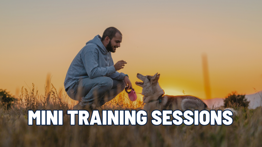 Transform Your Dog Training: Less Time, More Results
